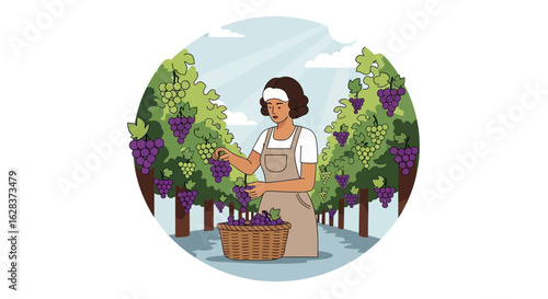 Illustration of a woman harvesting grapes in a vineyard on a sunny day beautiful harvest