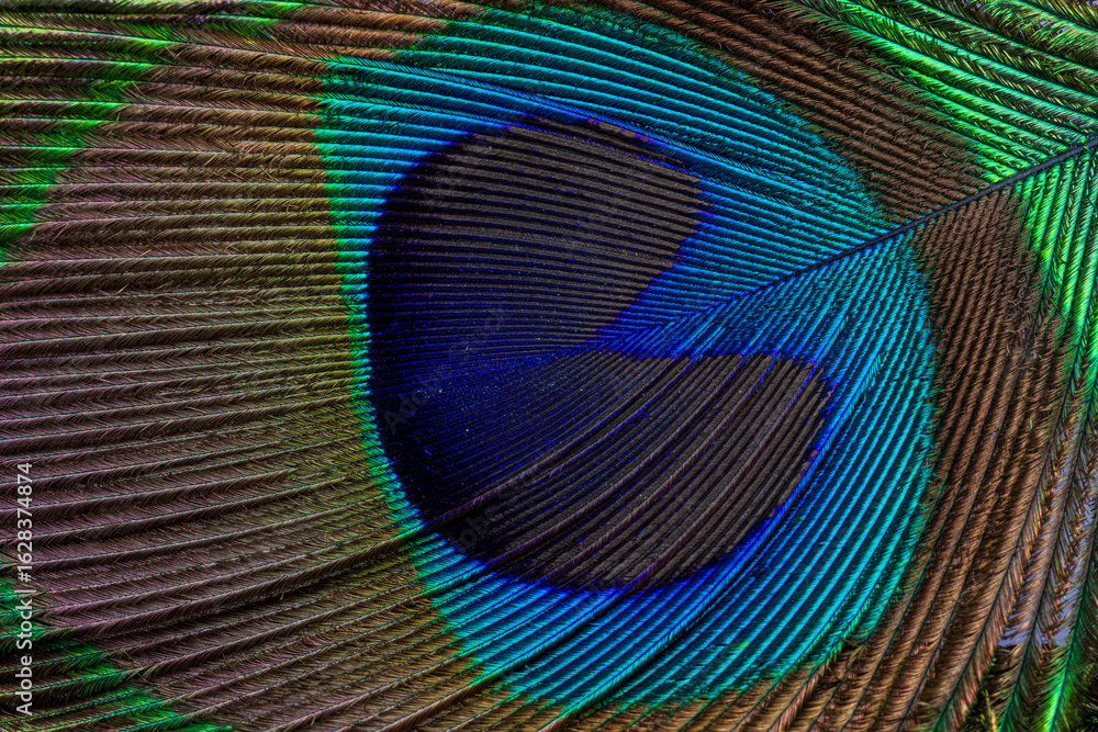Fototapeta premium Macro peacock feather texture,Abstract peacock feather, macro close up. Vivid exotic bird feather background.