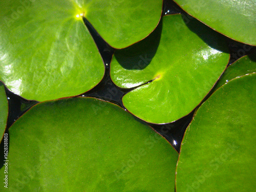 lily leaves