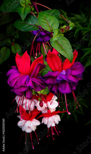 Mulltiple fuchsia from the garden.