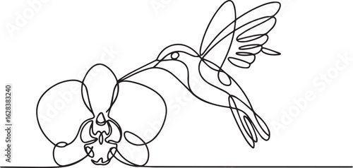 Continuous one line drawing of a graceful hummingbird hovering over an orchid flower in a minimalist style on a white background

