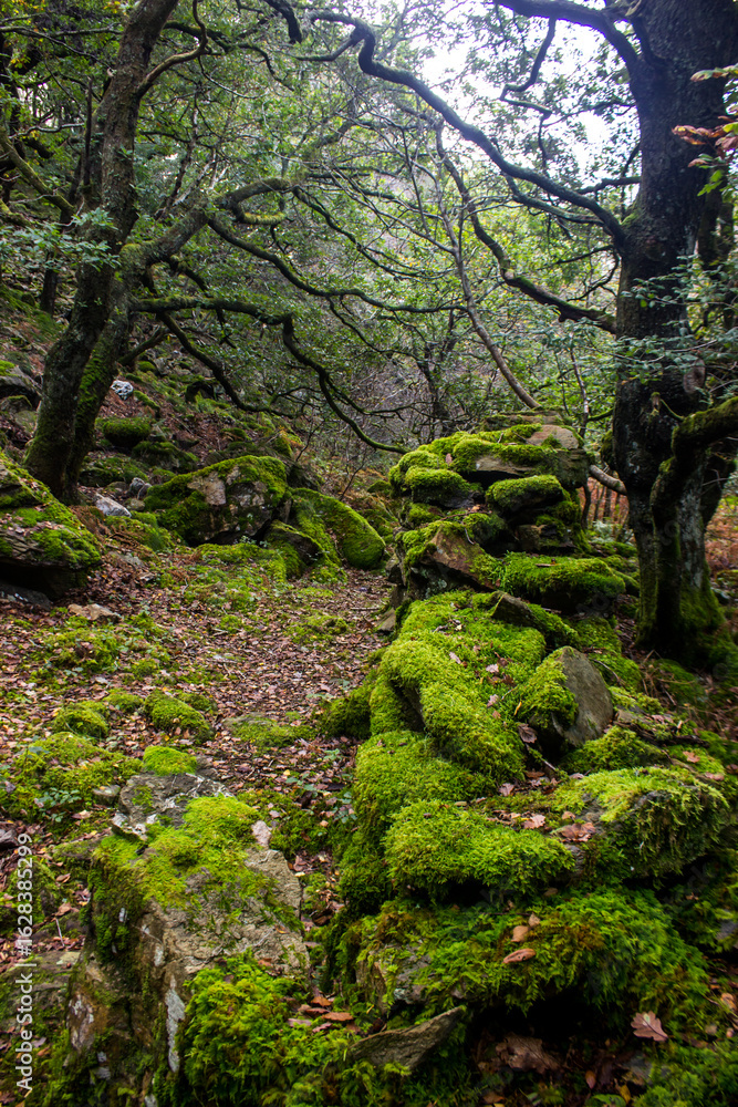 Naklejka premium A moss covered abandoned dry wall in the ancient oak forests of Northern Wales in Eryri National Park