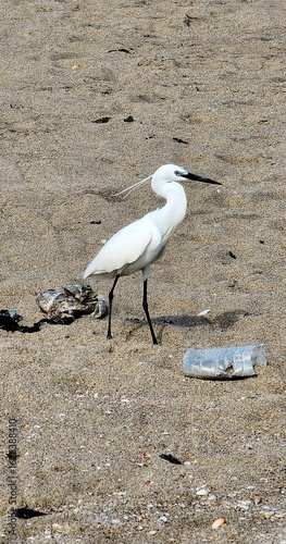 A white egret stands on a littered beach surrounded by plastic waste, highlighting the growing threat of pollution to coastal wildlife and ecosystems