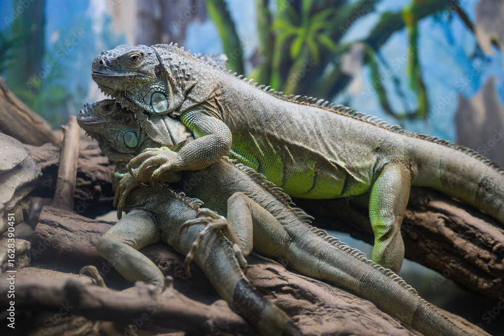 Fototapeta premium iguana on a branch