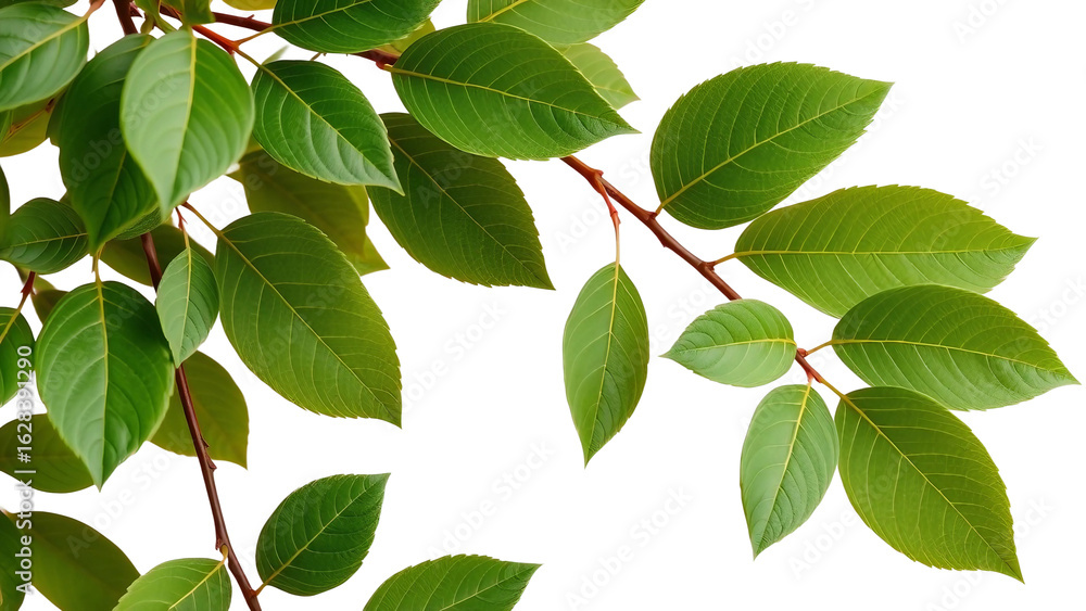 Fototapeta premium Zweig mit frischen, grünen Blättern auf transparentem Hintergrund – ideal als freistehendes Element für Naturdesigns.
