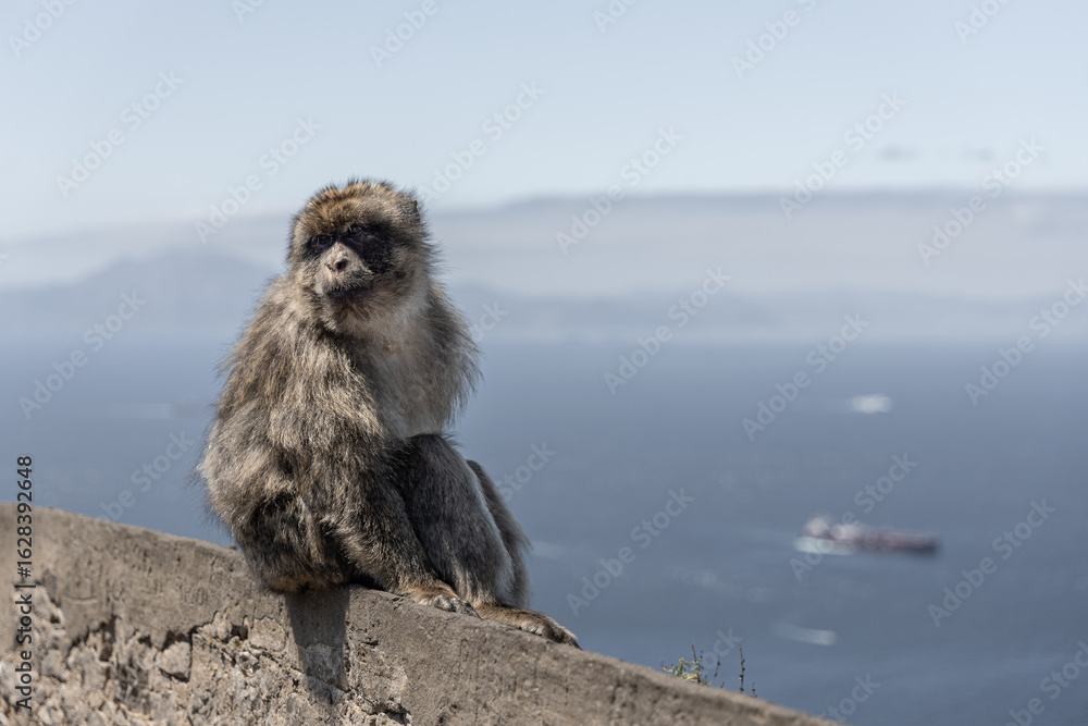 Naklejka premium Barbary Macaque in Gibraltar