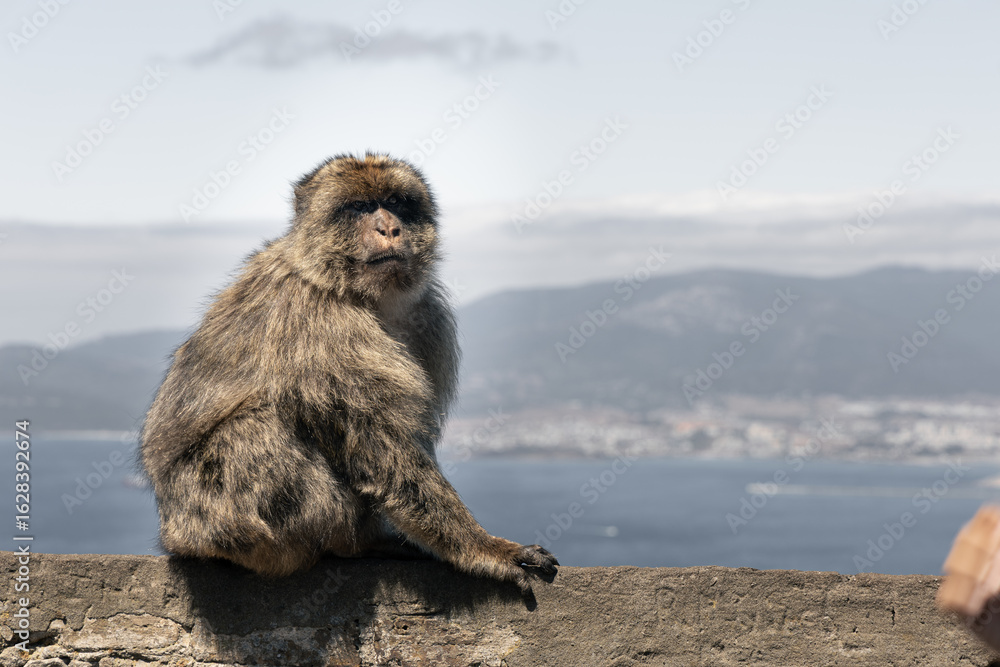 Naklejka premium Barbary Macaque in Gibraltar