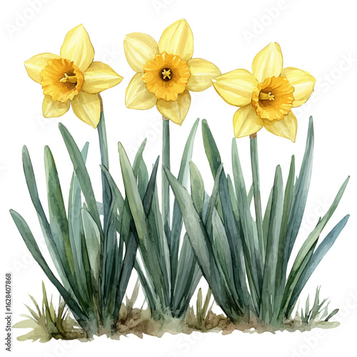 Daffodil Flower, watercolor vector, isolated on a white background.