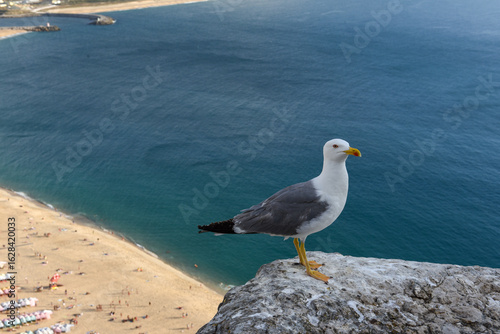 seagull on the beach