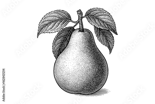 Detailed vintage hand drawn pear with leaves in black and white