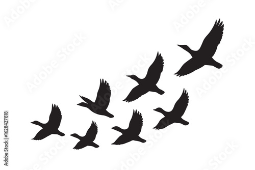 Silhouette of migrating geese in formation