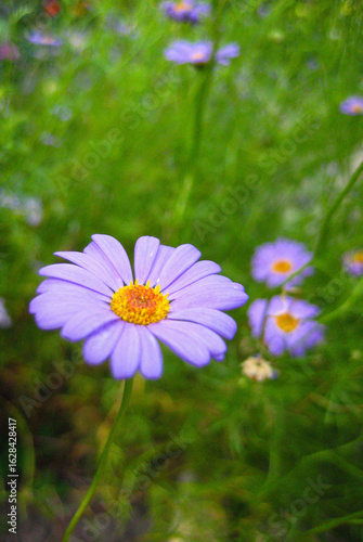 purple flower