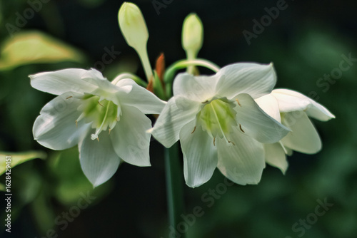 amazon lily or amazon star lily flower has white petal. amazon lily flower grow and bloom in nature. amazon lily flower has botany name Eucharis amazonica from Amaryllidaceae