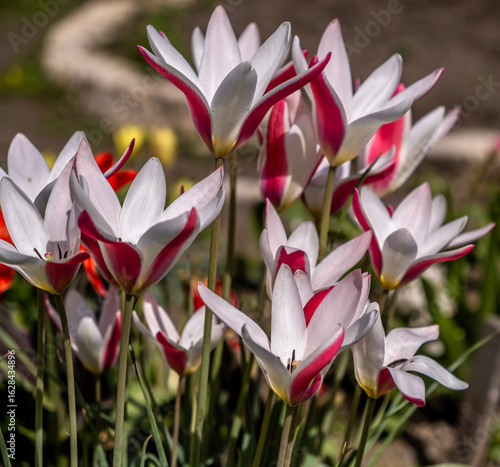 botanical tulip clusiana peppermintstick
