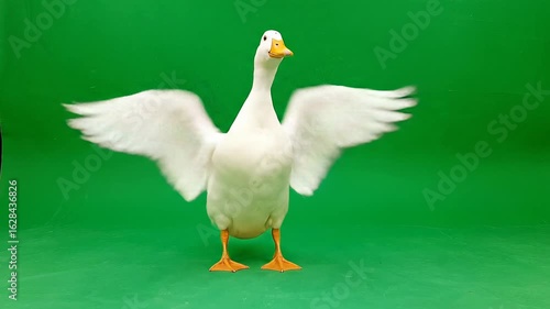 Happy white duck quacking loudly on green background for animal animation projects or wildlife documentary footage