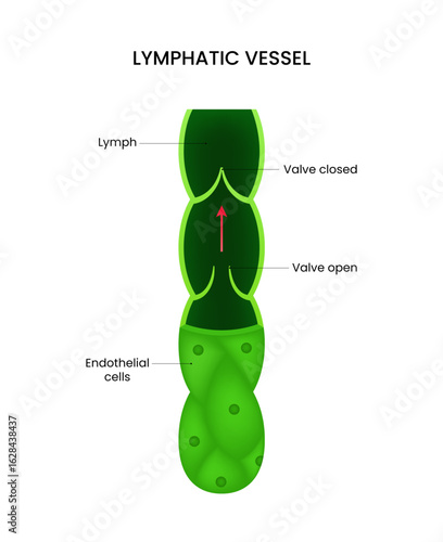 Lymphatic Vessel Structure and Function