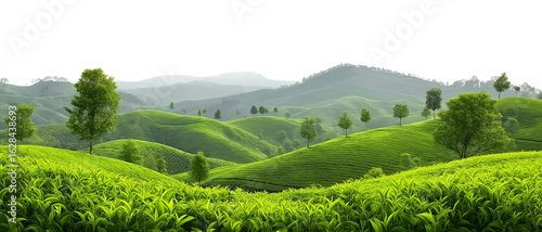 Panel kuchenny z motywem Picturesque tea plantation, cut out, transparent PNG