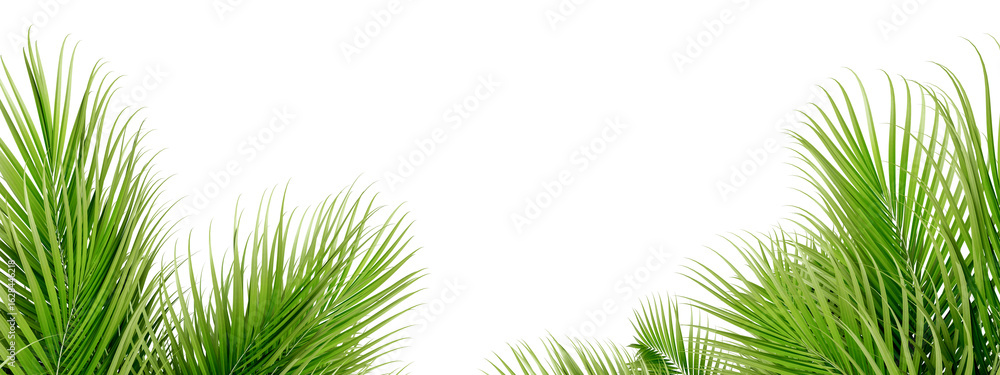 Obraz premium green palm leaf isolated on white