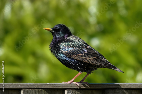 A closeup of an adult common starling, sturnus vulgaris, perching on a garden fence against a defocused green background.