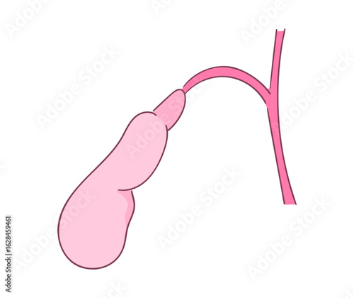 胆嚢のイラスト