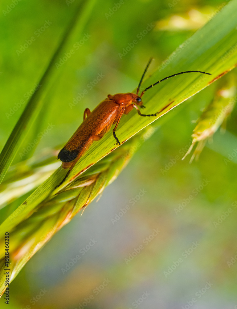 Fototapeta premium red beetle on a branch