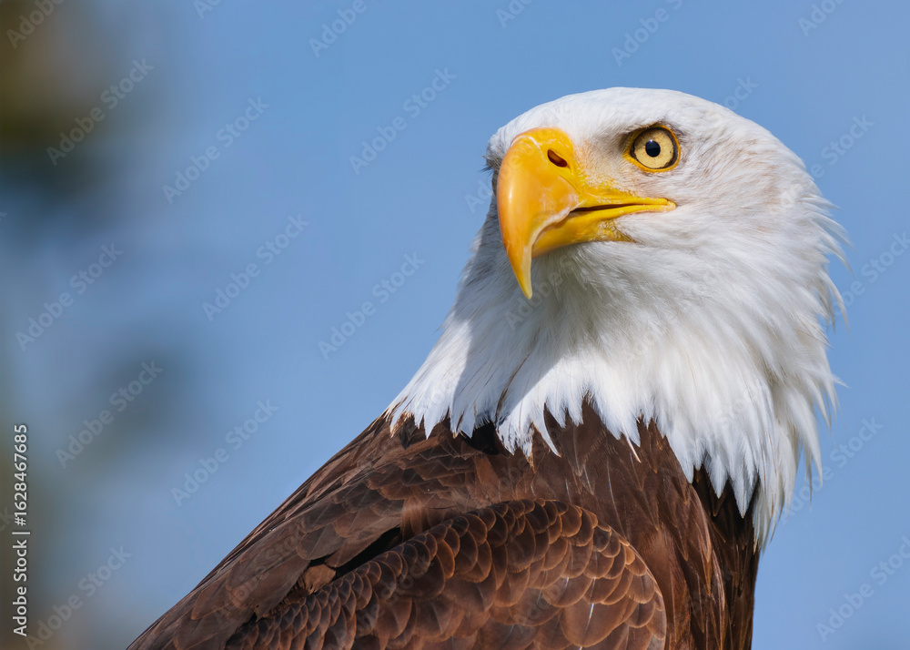 Fototapeta premium Portrait of a proud Bald Eagle