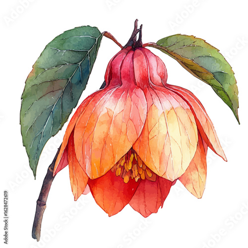 Balsam Flower, watercolor drawing vector, isolated on a white background.