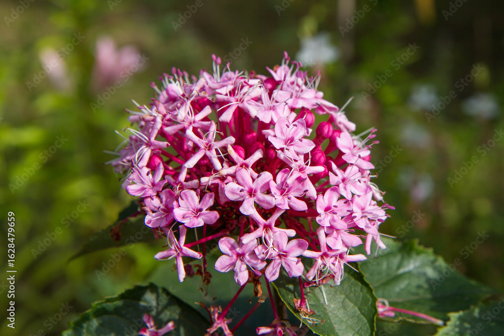Fototapeta premium The rose glory bower (Clerodendrum bungei) plant blooming in a garden