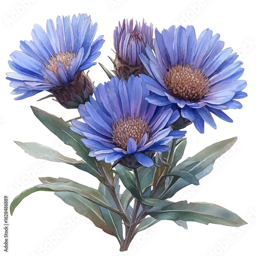 watercolor of Aster Flower, vector, isolated on a white background.