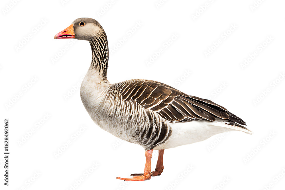 Greylag goose standing on black background Greylag goose standing on black background