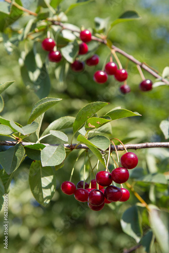 Ripe Cherries on a tree in the summer 
