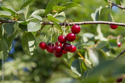 Ripe Cherries on a tree in the summer