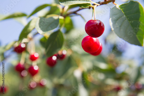 Ripe Cherries on a tree in the summer 
