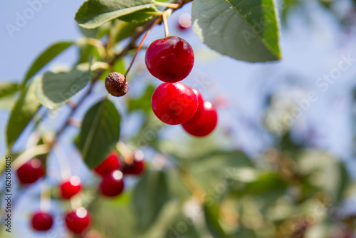 Ripe Cherries on a tree in the summer 