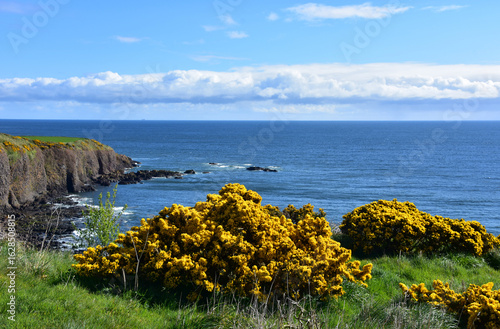 Flowering Gorse Bush and Sea Cliffs in the Highlands