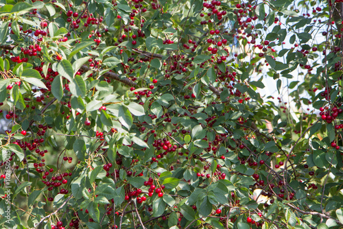 Ripe Cherries on a tree in the summer 