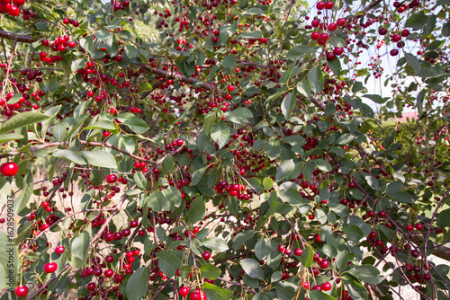Ripe Cherries on a tree in the summer 