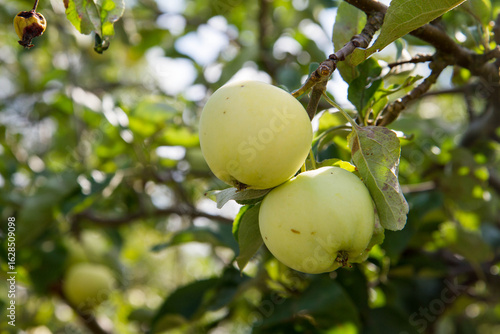 White Transparent Apples on a branch 