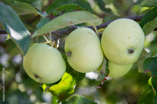 White Transparent Apples on a branch 