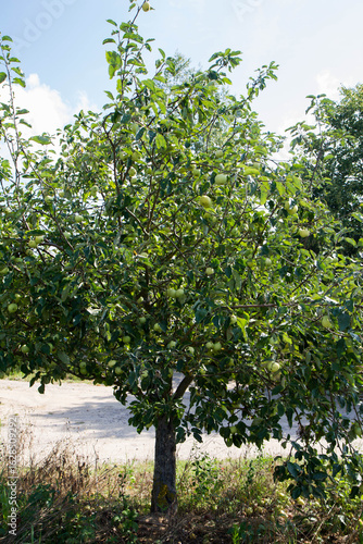 The White Transparent Apples Tree with lots of fruit on it