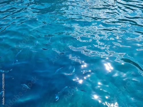 blue water surface fish