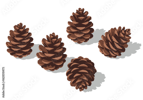 Five realistic pine cones arranged on a white background  