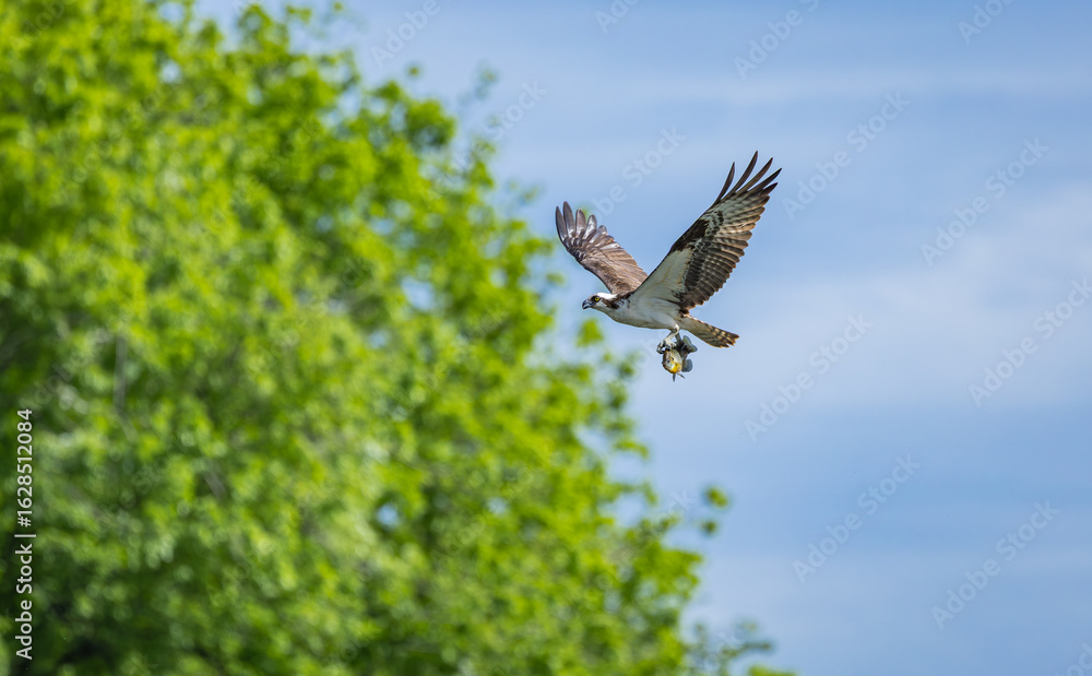 Obraz premium Osprey fishing eagle flying over a lake at West Point Dam in Alabama.