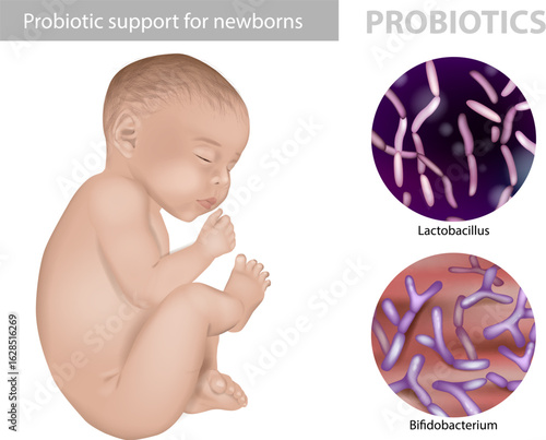 Baby gut microbiota and probiotics Lactobacillus, Bifidobacterium. Probiotics for infants gut-friendly bacteria visualization. Probiotic support for newborns