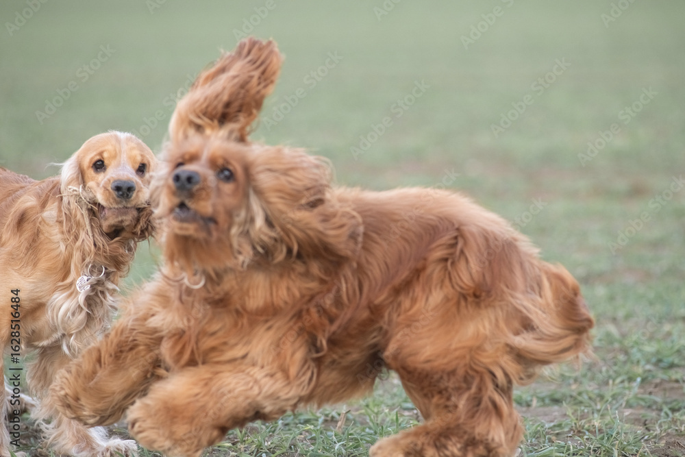 Beautiful cheerful purebred cocker spaniel outdoors. Beautiful cheerful purebred cocker spaniel outdoors.