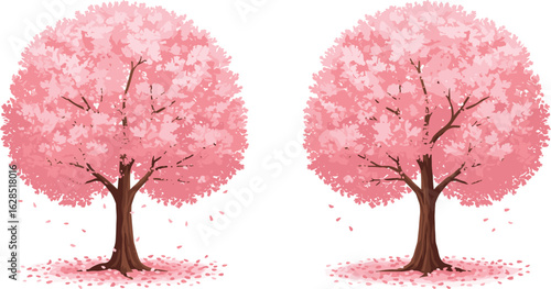 Cherry blossom tree pair, pink sakura trees illustration, Japanese spring trees, floral bloom scene, romantic seasonal element, falling petals vector background