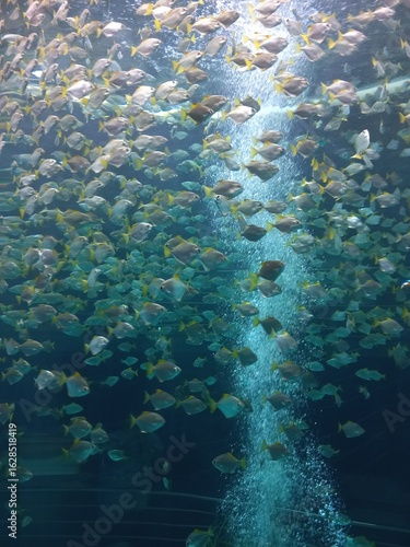underwater scene with coral reef