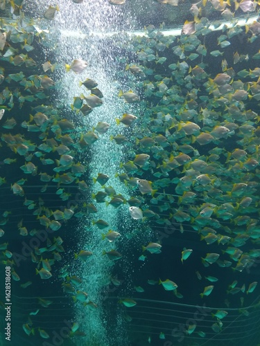 underwater view of a bunch of piranhas.