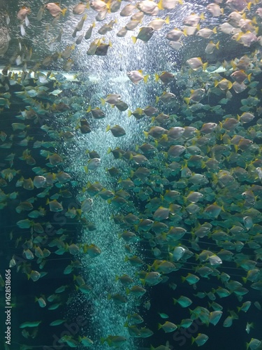underwater scene with a lot of piranhas