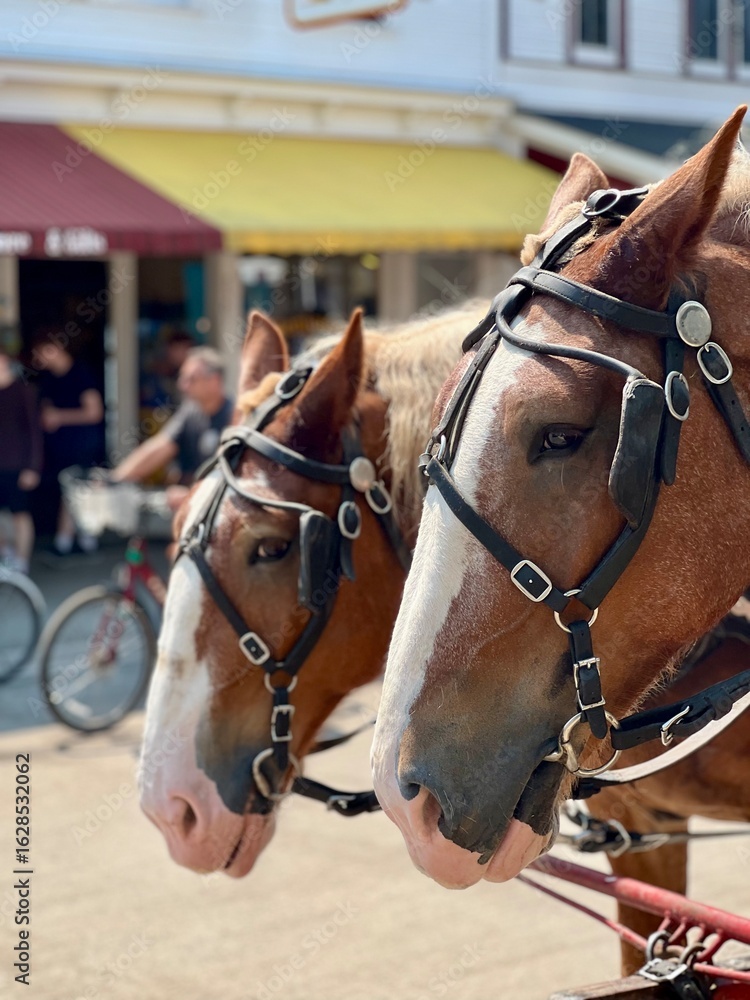 Obraz premium Tandem Horse
